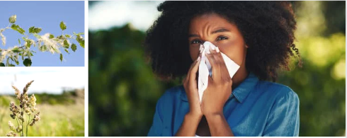 Seasonal Allergy Triggers & Remedies