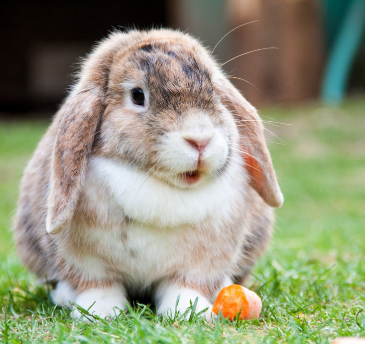 Homeopathy for Rabbits - Shop Natural Medicines | Olloïs