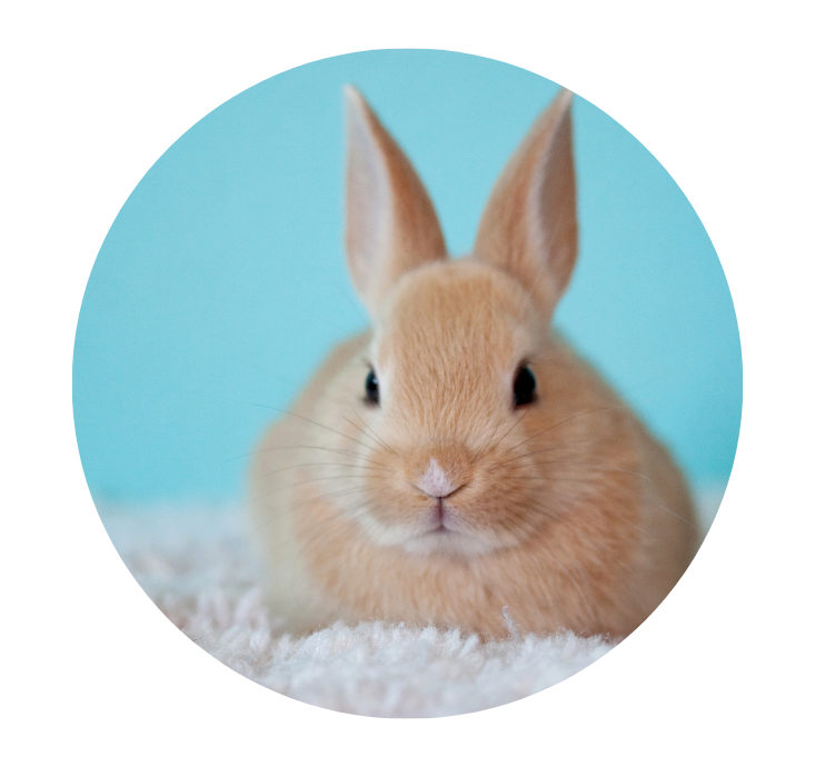 Homeopathy for Rabbits - Shop Natural Medicines | Olloïs – Page 2